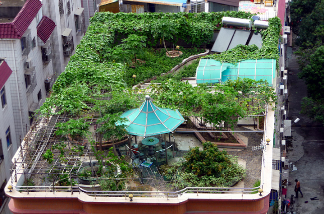 vườn trên sân thượng