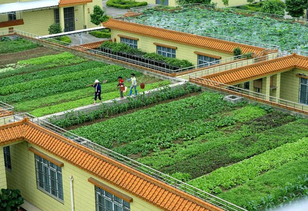 trồng rau trên sân thượng