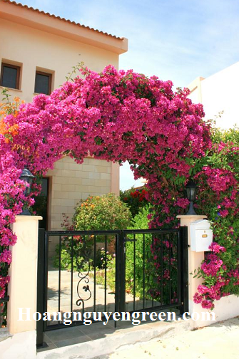 cổng hoa bông giấy