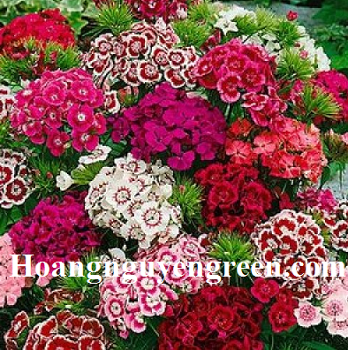Hoa cẩm chướng nhiều màu