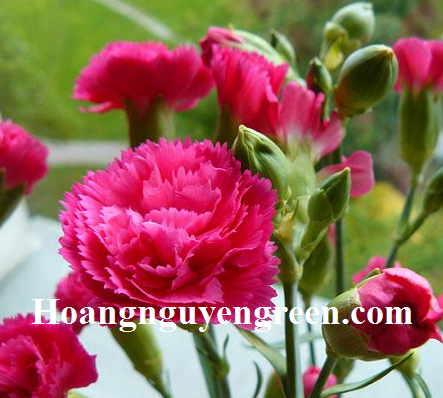 Hoa cẩm chướng đẹp