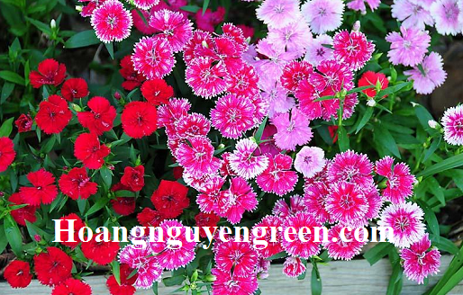 Giá cây hoa cẩm chướng