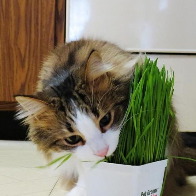 mèo ăn cây